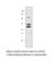 C-X-C Motif Chemokine Receptor 5 antibody, CXCR5-501AP, FabGennix, Western Blot image 