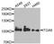 Integrin Subunit Alpha 6 antibody, orb153986, Biorbyt, Western Blot image 