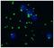 Integrin Subunit Alpha 2b antibody, NB500-496, Novus Biologicals, Immunofluorescence image 
