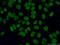 Chromatin Assembly Factor 1 Subunit A antibody, 17037-1-AP, Proteintech Group, Immunofluorescence image 