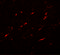 Formin Like 1 antibody, 7101, ProSci, Immunofluorescence image 