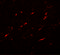 Formin-like protein 1 antibody, 7101, ProSci, Immunofluorescence image 