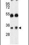 ORAI Calcium Release-Activated Calcium Modulator 1 antibody, PA5-26378, Invitrogen Antibodies, Western Blot image 