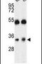 Calcium release-activated calcium channel protein 1 antibody, PA5-26378, Invitrogen Antibodies, Western Blot image 