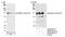 SWI/SNF Related, Matrix Associated, Actin Dependent Regulator Of Chromatin Subfamily C Member 1 antibody, NB100-55314, Novus Biologicals, Western Blot image 