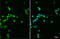 VAV1 antibody, GTX629749, GeneTex, Immunofluorescence image 