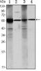 Aldehyde Dehydrogenase 1 Family Member A1 antibody, NBP1-51654, Novus Biologicals, Western Blot image 