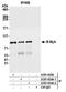 Myb-related protein B antibody, A301-654A, Bethyl Labs, Immunoprecipitation image 