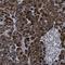 Carboxypeptidase A2 antibody, NBP1-86028, Novus Biologicals, Immunohistochemistry frozen image 