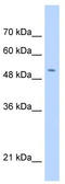Chromosome 11 Open Reading Frame 24 antibody, TA338494, Origene, Western Blot image 