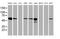 Farnesyl-Diphosphate Farnesyltransferase 1 antibody, MA5-25676, Invitrogen Antibodies, Western Blot image 