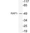 TERF2 Interacting Protein antibody, LS-C199986, Lifespan Biosciences, Western Blot image 