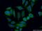Sprouty Related EVH1 Domain Containing 2 antibody, 24091-1-AP, Proteintech Group, Immunofluorescence image 
