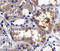 CASP2 And RIPK1 Domain Containing Adaptor With Death Domain antibody, 2406, QED Bioscience, Immunohistochemistry frozen image 