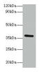 BRCA1/BRCA2-Containing Complex Subunit 3 antibody, CSB-PA002798LA01HU, Cusabio, Western Blot image 