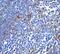 Programmed Cell Death 1 antibody, GTX31756, GeneTex, Immunohistochemistry paraffin image 