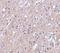 C1q And TNF Related 6 antibody, NBP1-76633, Novus Biologicals, Immunohistochemistry paraffin image 