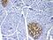 IL-17 antibody, A00421-2, Boster Biological Technology, Immunohistochemistry frozen image 