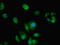 Adenosine Monophosphate Deaminase 2 antibody, CSB-PA001681LA01HU, Cusabio, Immunofluorescence image 