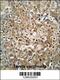 Ribosomal RNA Processing 36 antibody, 55-417, ProSci, Immunohistochemistry frozen image 