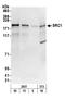 Nuclear Receptor Coactivator 1 antibody, A300-344A, Bethyl Labs, Western Blot image 