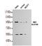 Nucleoporin 98 antibody, STJ99140, St John