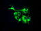 Fumarylacetoacetate Hydrolase Domain Containing 2A antibody, LS-C115002, Lifespan Biosciences, Immunofluorescence image 