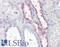 Potassium Voltage-Gated Channel Subfamily E Regulatory Subunit 3 antibody, LS-B7398, Lifespan Biosciences, Immunohistochemistry paraffin image 