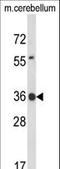 Claudin Domain Containing 1 antibody, LS-C168821, Lifespan Biosciences, Western Blot image 