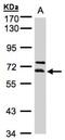 THUMP Domain Containing 3 antibody, NBP1-32500, Novus Biologicals, Western Blot image 