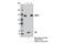 Minichromosome Maintenance Complex Component 2 antibody, 12079S, Cell Signaling Technology, Immunoprecipitation image 