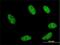 Gastrulation and brain-specific homeobox protein 2 antibody, H00002637-M02, Novus Biologicals, Immunofluorescence image 