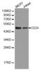 CD24 Molecule antibody, abx001818, Abbexa, Western Blot image 