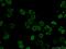 Splicing Factor Proline And Glutamine Rich antibody, 15585-1-AP, Proteintech Group, Immunofluorescence image 