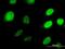 Homeobox D3 antibody, H00003232-M09, Novus Biologicals, Immunofluorescence image 