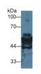 Keratin 14 antibody, MBS2027809, MyBioSource, Western Blot image 