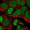 Zinc Finger And SCAN Domain Containing 16 antibody, NBP1-85184, Novus Biologicals, Immunofluorescence image 