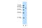 Serine/Threonine Kinase 3 antibody, 30-435, ProSci, Western Blot image 