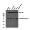 Notch Receptor 4 antibody, LS-C380512, Lifespan Biosciences, Western Blot image 