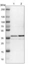 NSF Attachment Protein Gamma antibody, NBP1-86101, Novus Biologicals, Western Blot image 