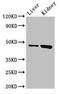 WD Repeat And FYVE Domain Containing 1 antibody, orb47687, Biorbyt, Western Blot image 
