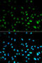 Histone Deacetylase 3 antibody, 18-528, ProSci, Immunofluorescence image 