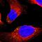 Decapping MRNA 1A antibody, NBP2-59785, Novus Biologicals, Immunofluorescence image 