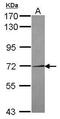 NIMA Related Kinase 11 antibody, PA5-30829, Invitrogen Antibodies, Western Blot image 