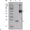 C-Terminal Src Kinase antibody, LS-C812429, Lifespan Biosciences, Western Blot image 