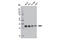 Survival Of Motor Neuron 2, Centromeric antibody, 12976S, Cell Signaling Technology, Western Blot image 