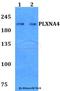 Plexin A4 antibody, A05461, Boster Biological Technology, Western Blot image 