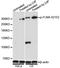 Filamin A antibody, LS-C750591, Lifespan Biosciences, Western Blot image 