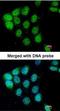 NFKB Inhibitor Alpha antibody, orb14528, Biorbyt, Immunocytochemistry image 