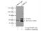 Gamma-Aminobutyric Acid Type A Receptor Gamma2 Subunit antibody, 14104-1-AP, Proteintech Group, Immunoprecipitation image 